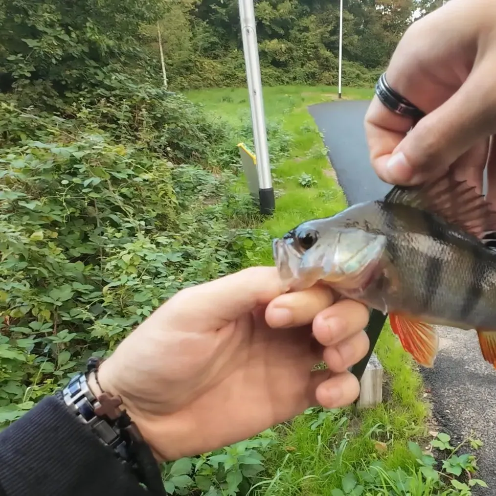 European perch caught on Fishbrain