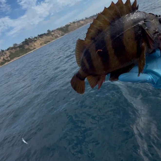 The most recent Treefish catches on Fishbrain