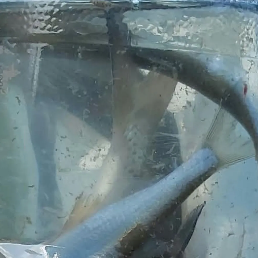 North African catfish caught on Fishbrain