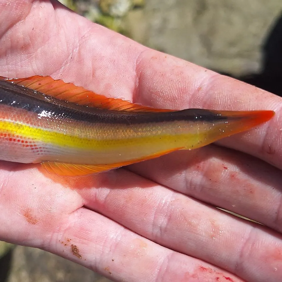 The most recent Mediterranean rainbow wrasse catches on Fishbrain