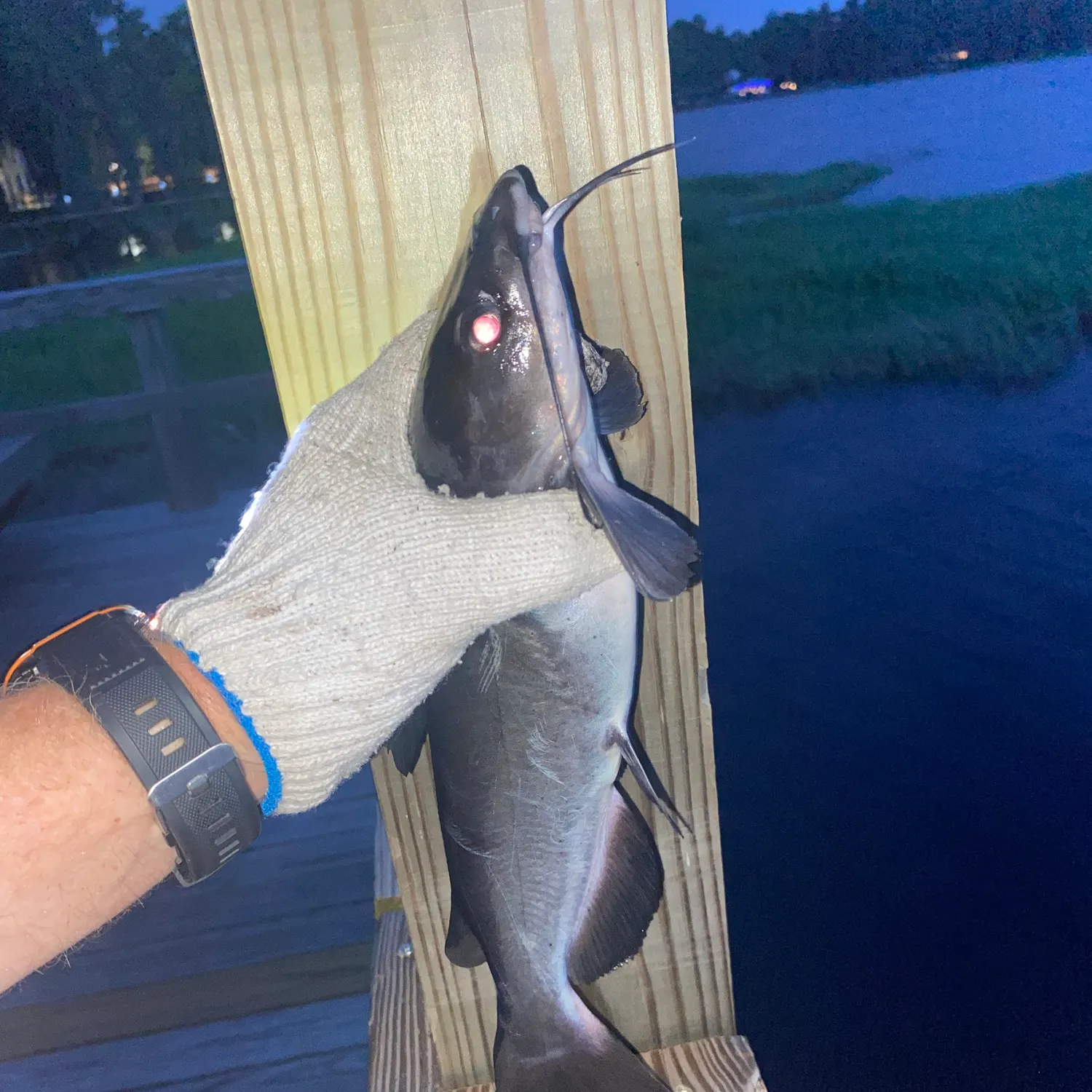 catch