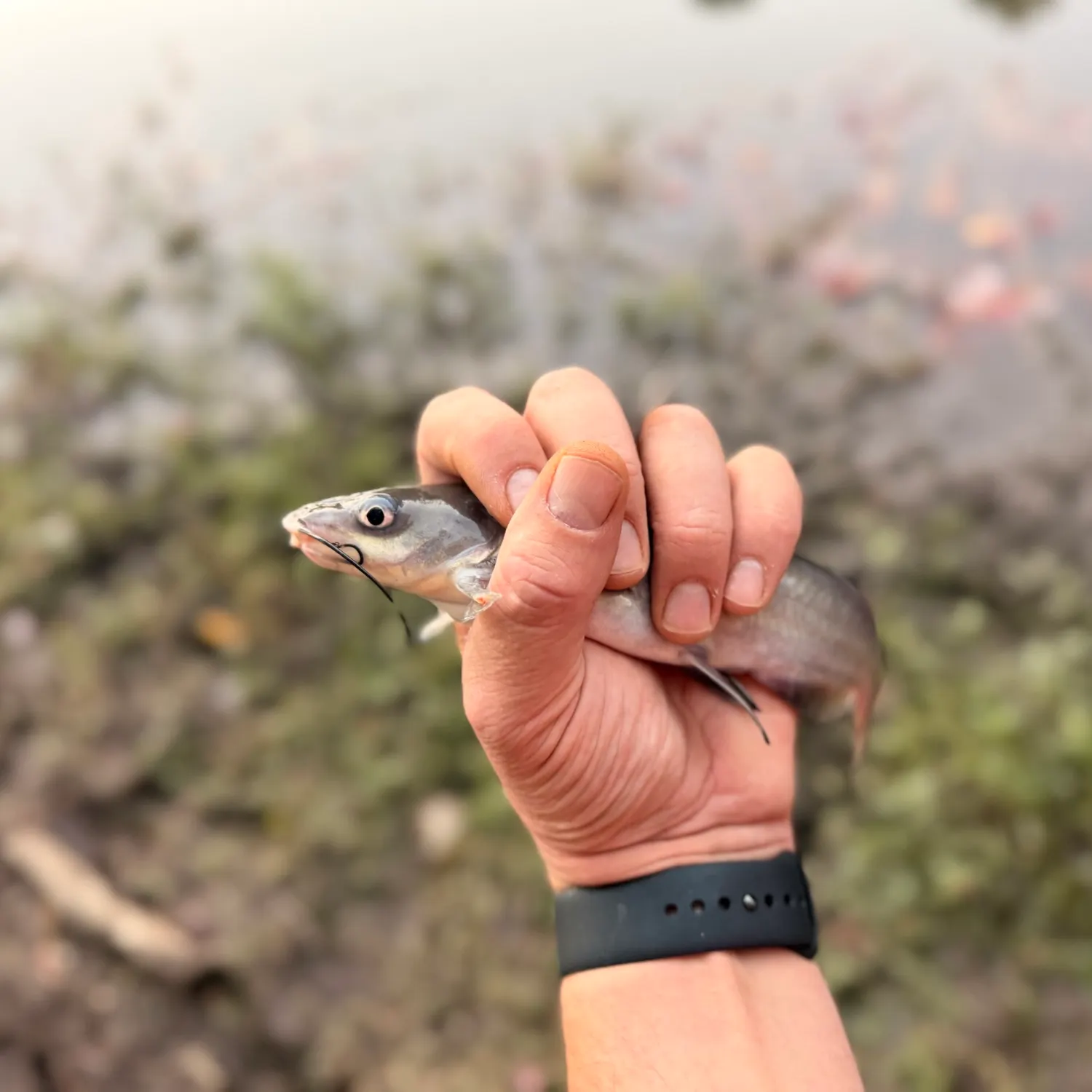 Channel catfish caught on Fishbrain