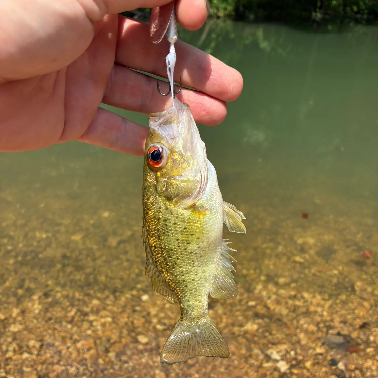 The most recent Ozark bass catches on Fishbrain