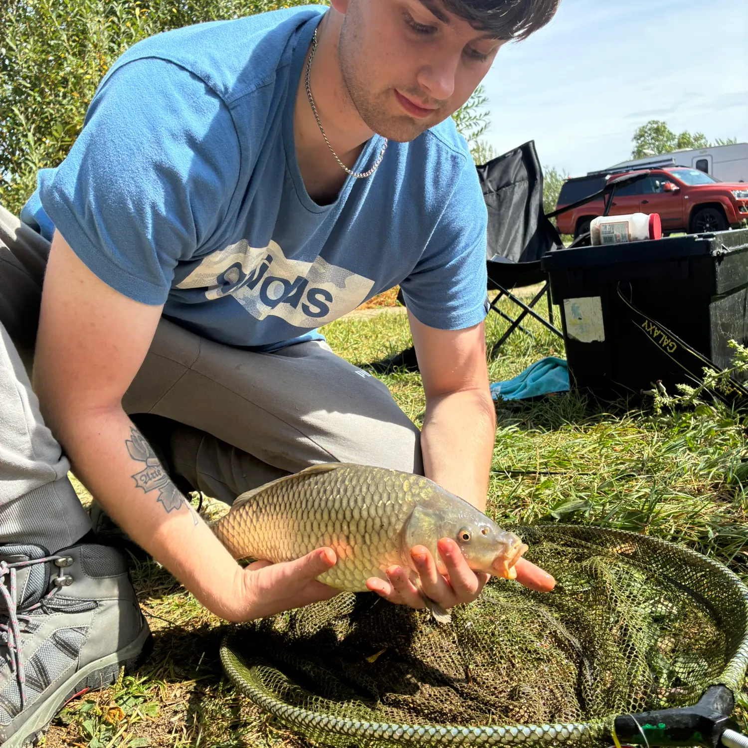 Common carp caught on Fishbrain