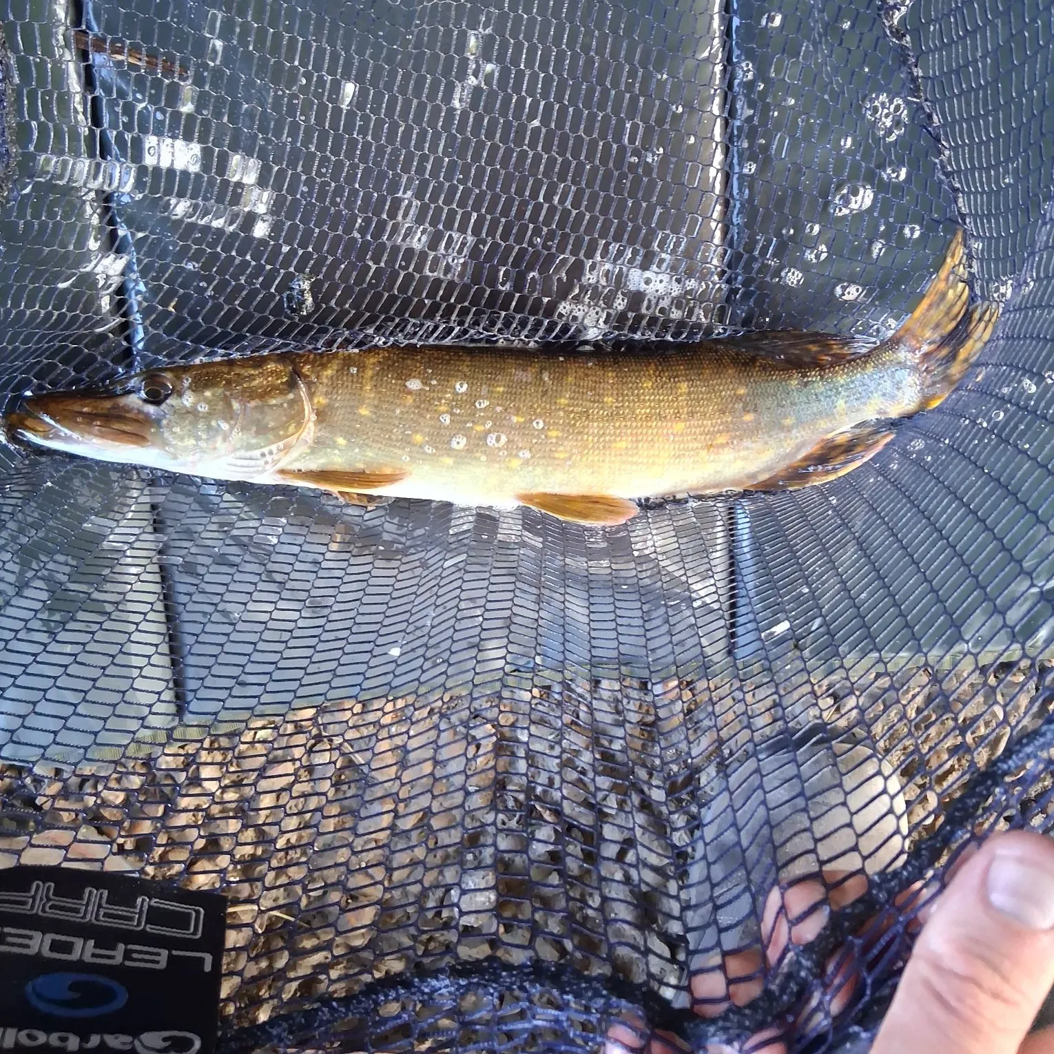 Northern pike caught on Fishbrain