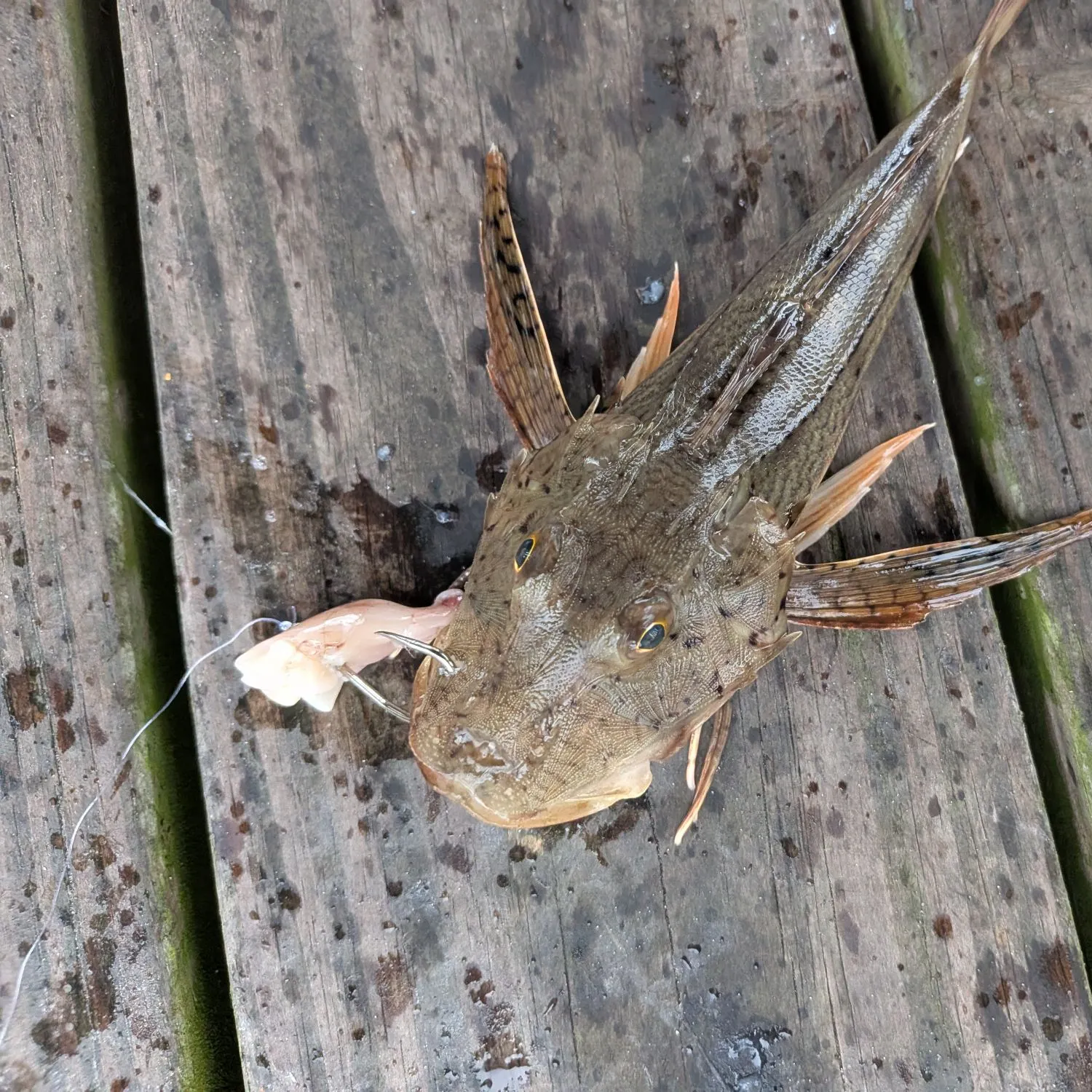recently logged catches