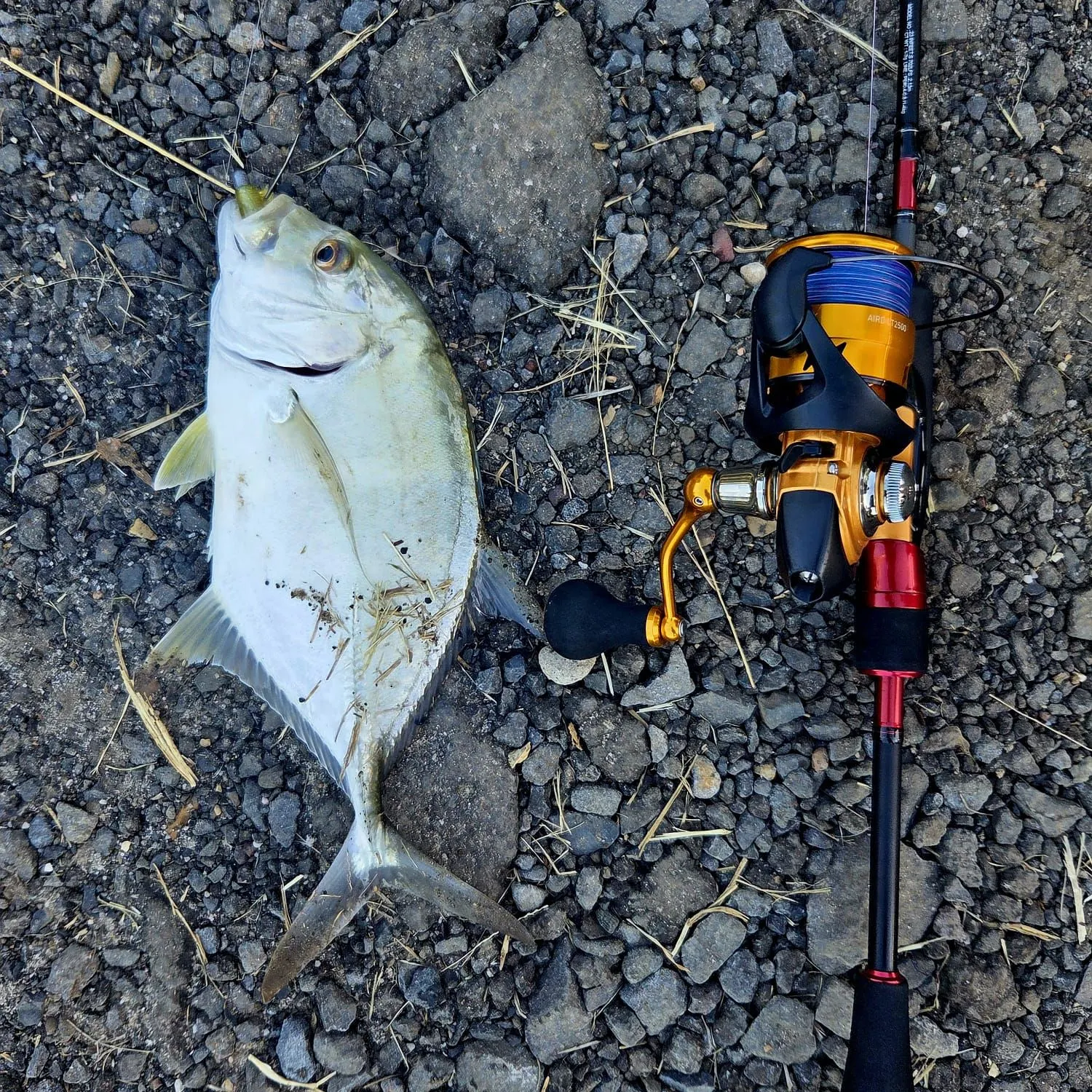 The most recent Giant trevally catches on Fishbrain