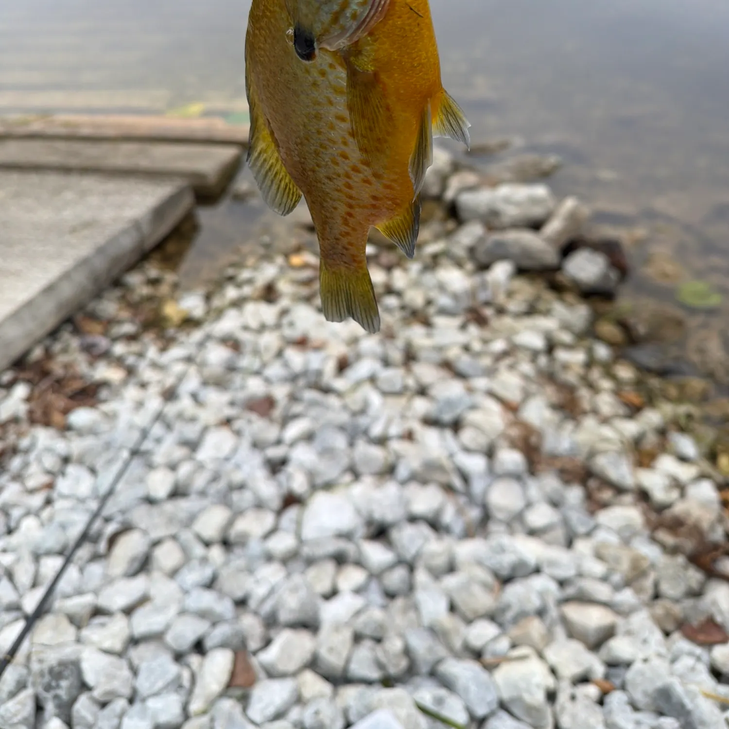 Bluegill caught on Fishbrain