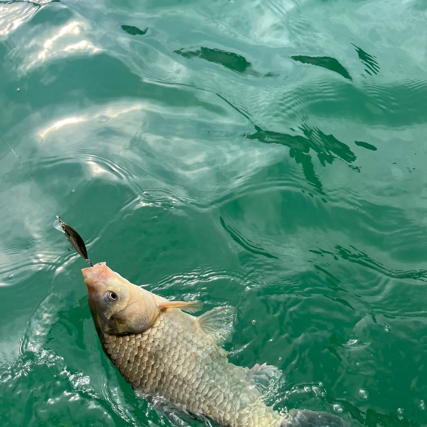 The most recent Prussian carp catches on Fishbrain