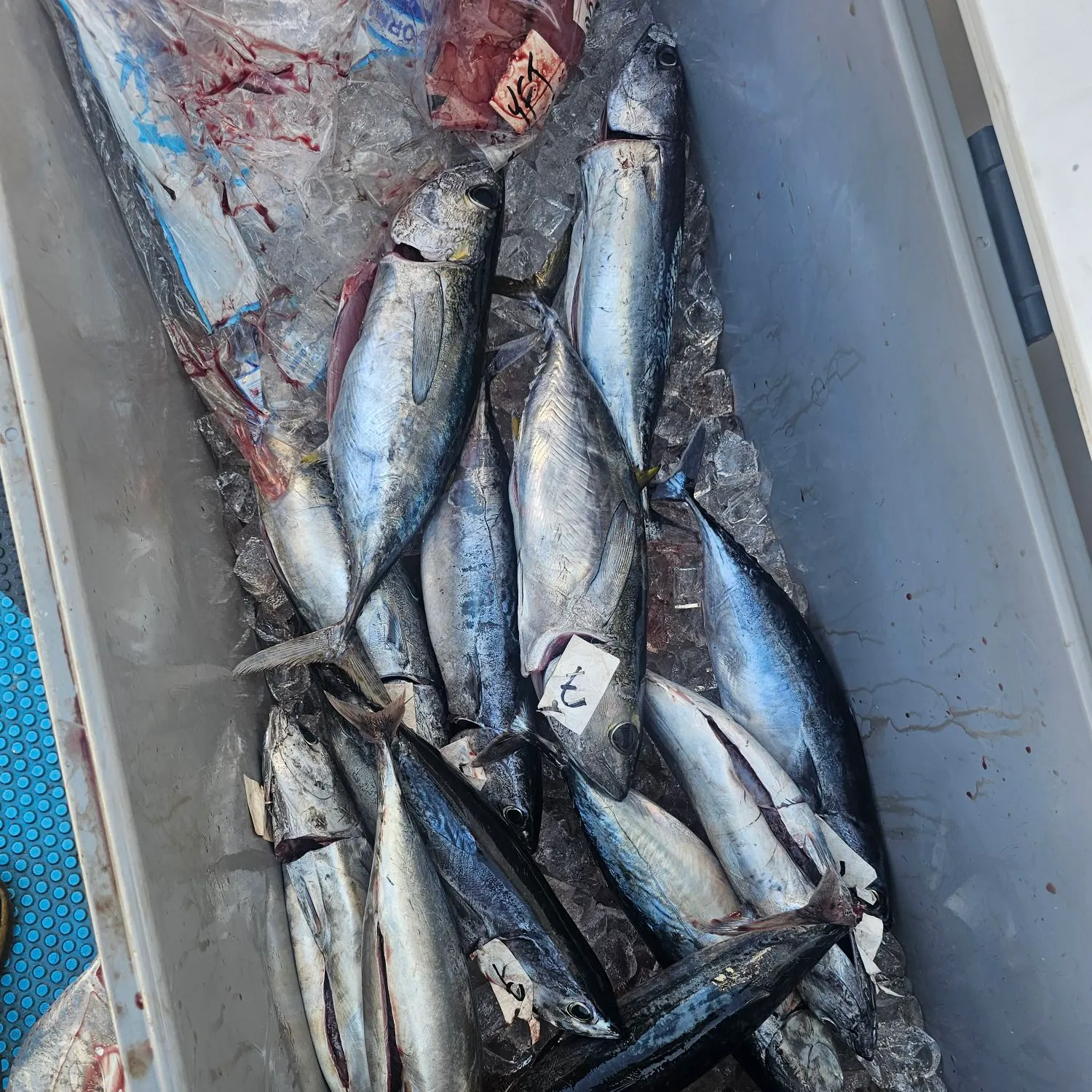 Bullet tuna caught on Fishbrain