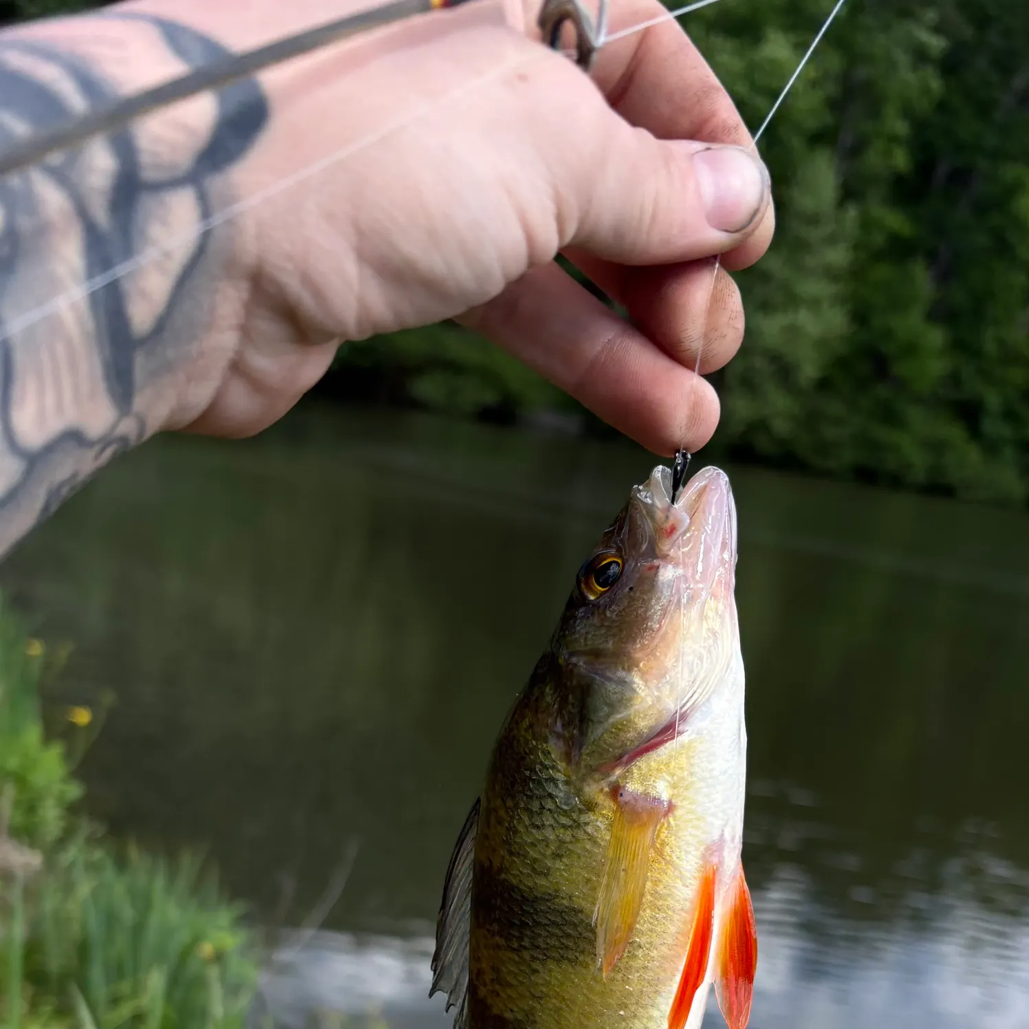 recently logged catches