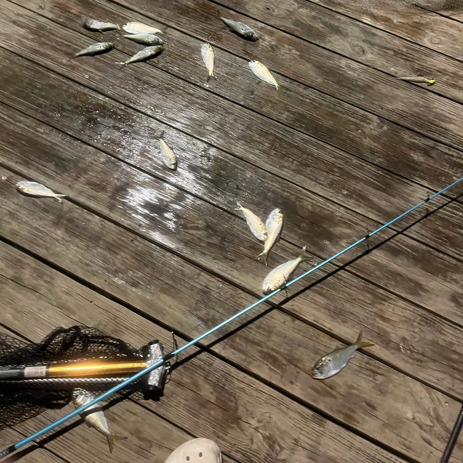 The most recent Finescale menhaden catches on Fishbrain