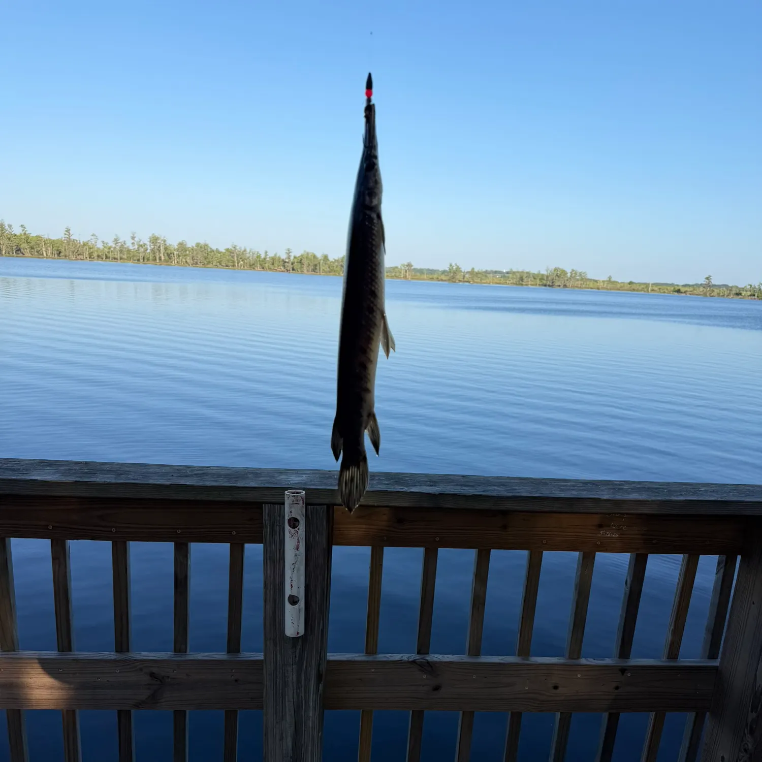 The most recent Florida gar catches on Fishbrain
