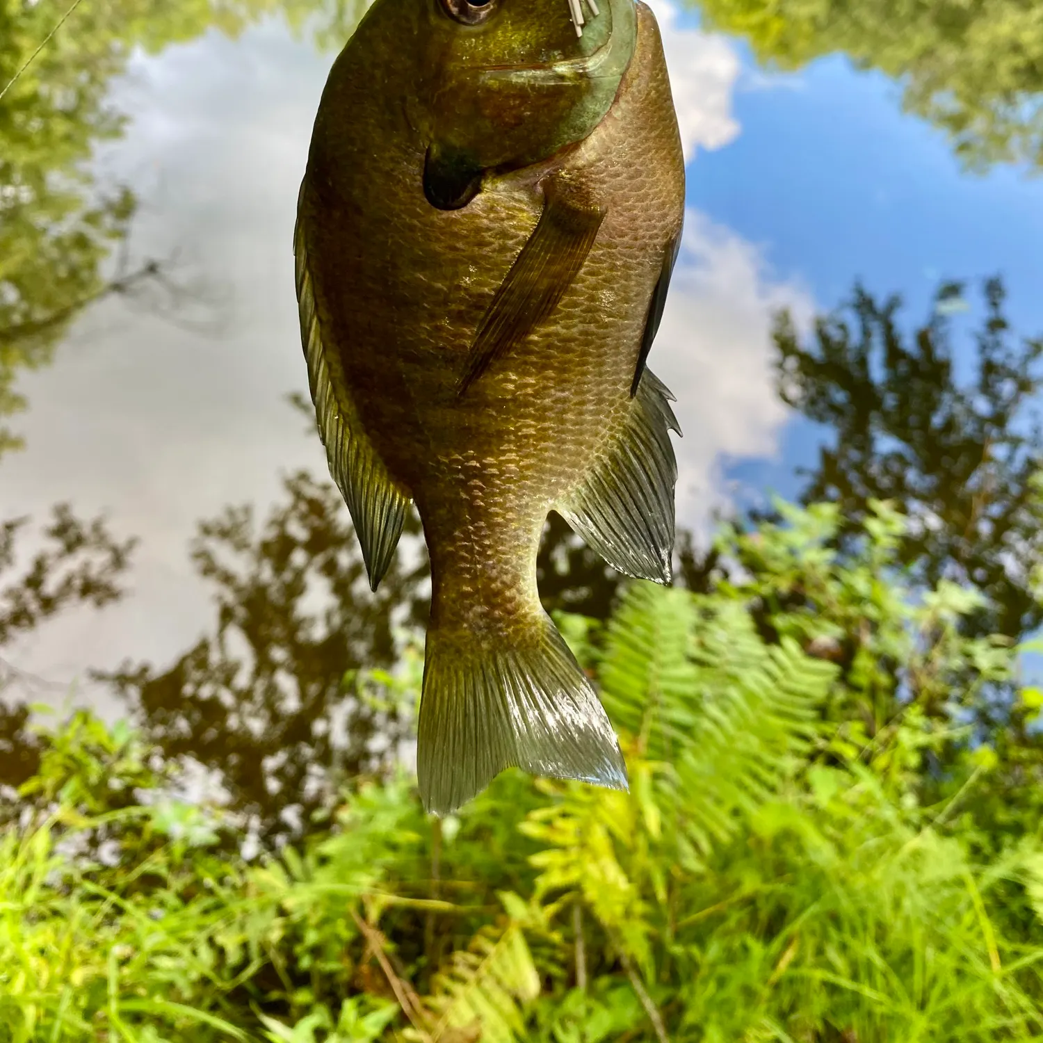 Bluegill caught on Fishbrain
