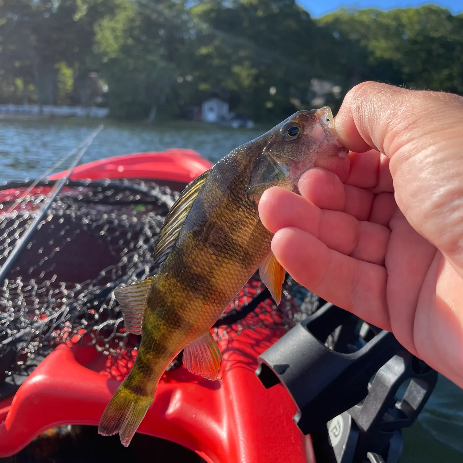 Yellow perch caught on Fishbrain
