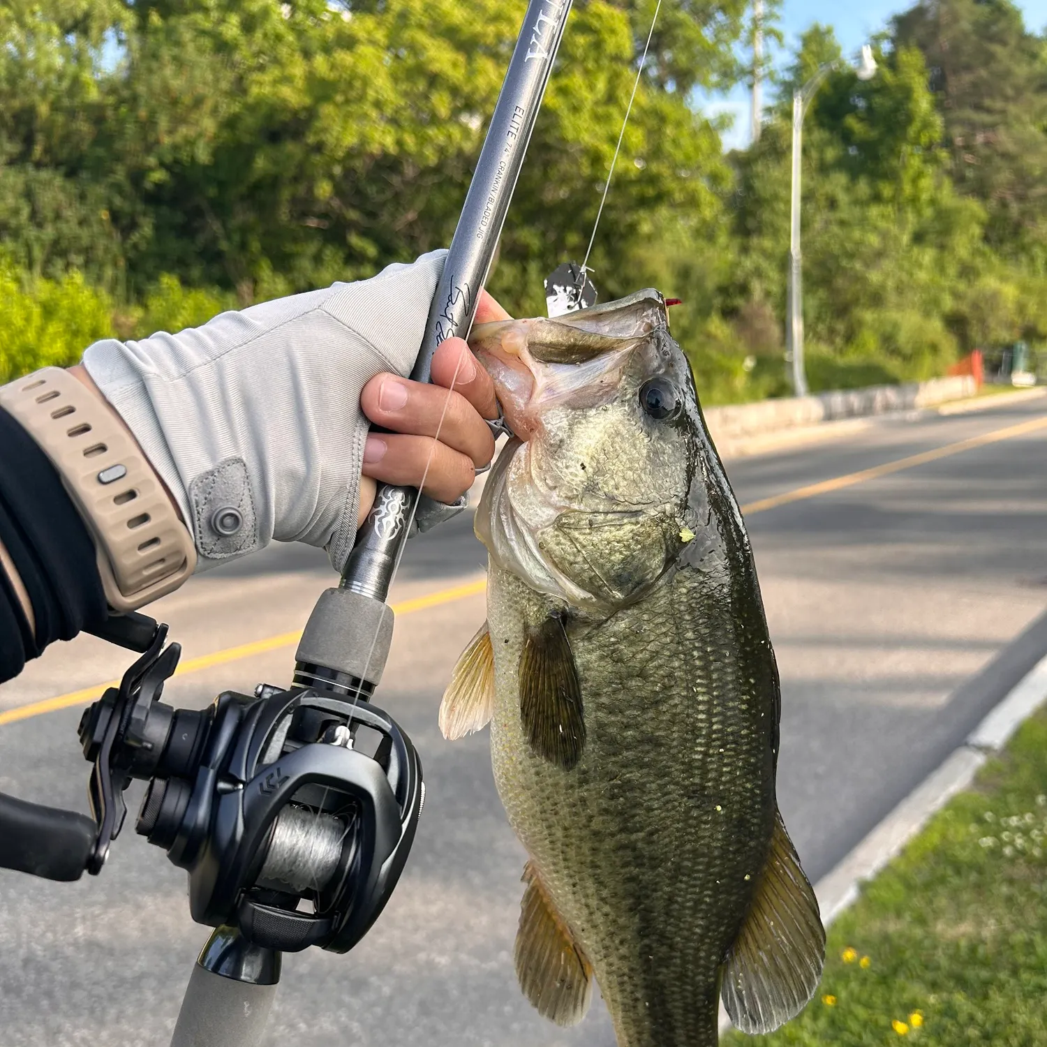 recently logged catches