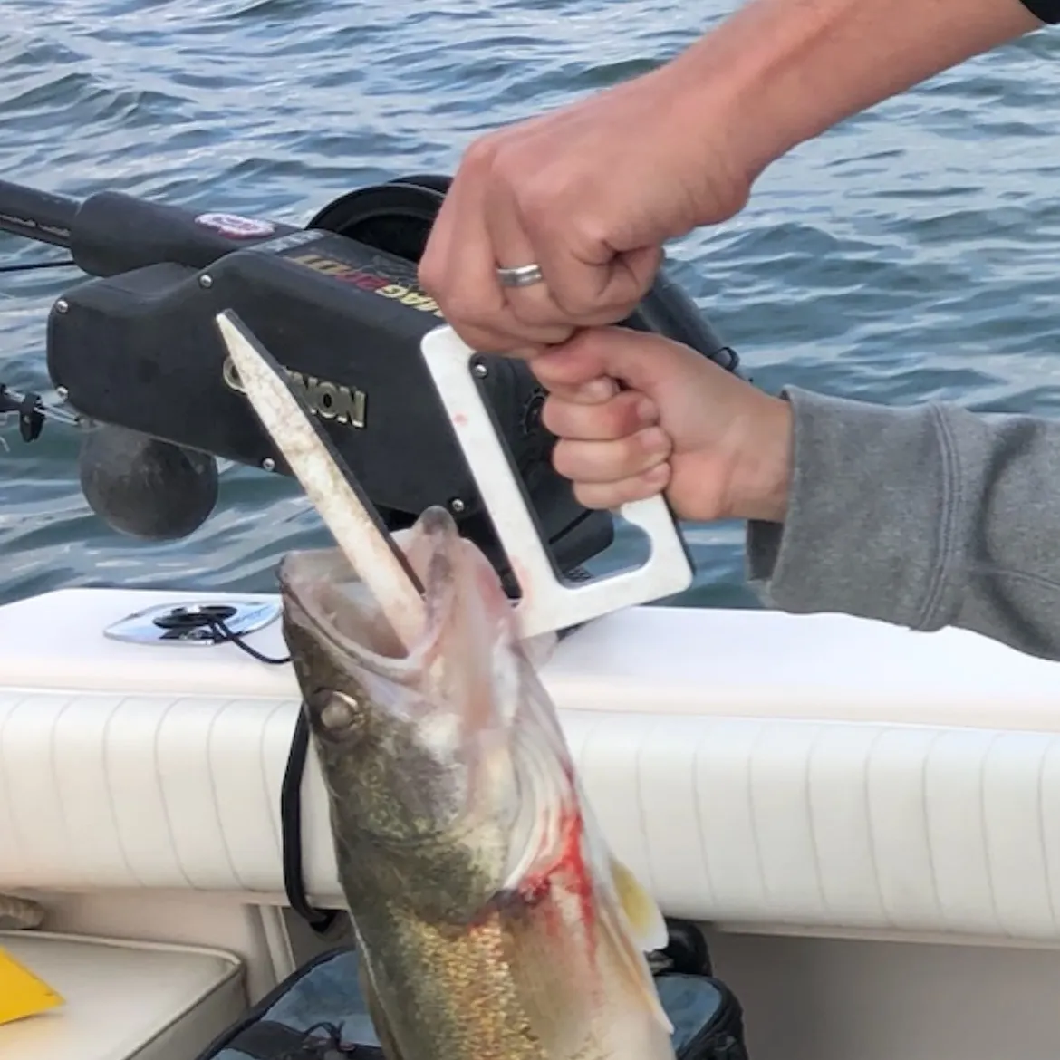 The most recent Walleye catches on Fishbrain
