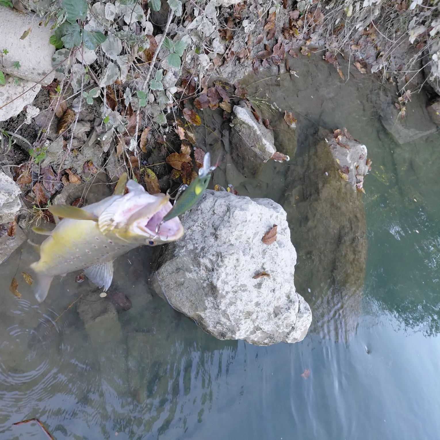 Brown trout caught on Fishbrain