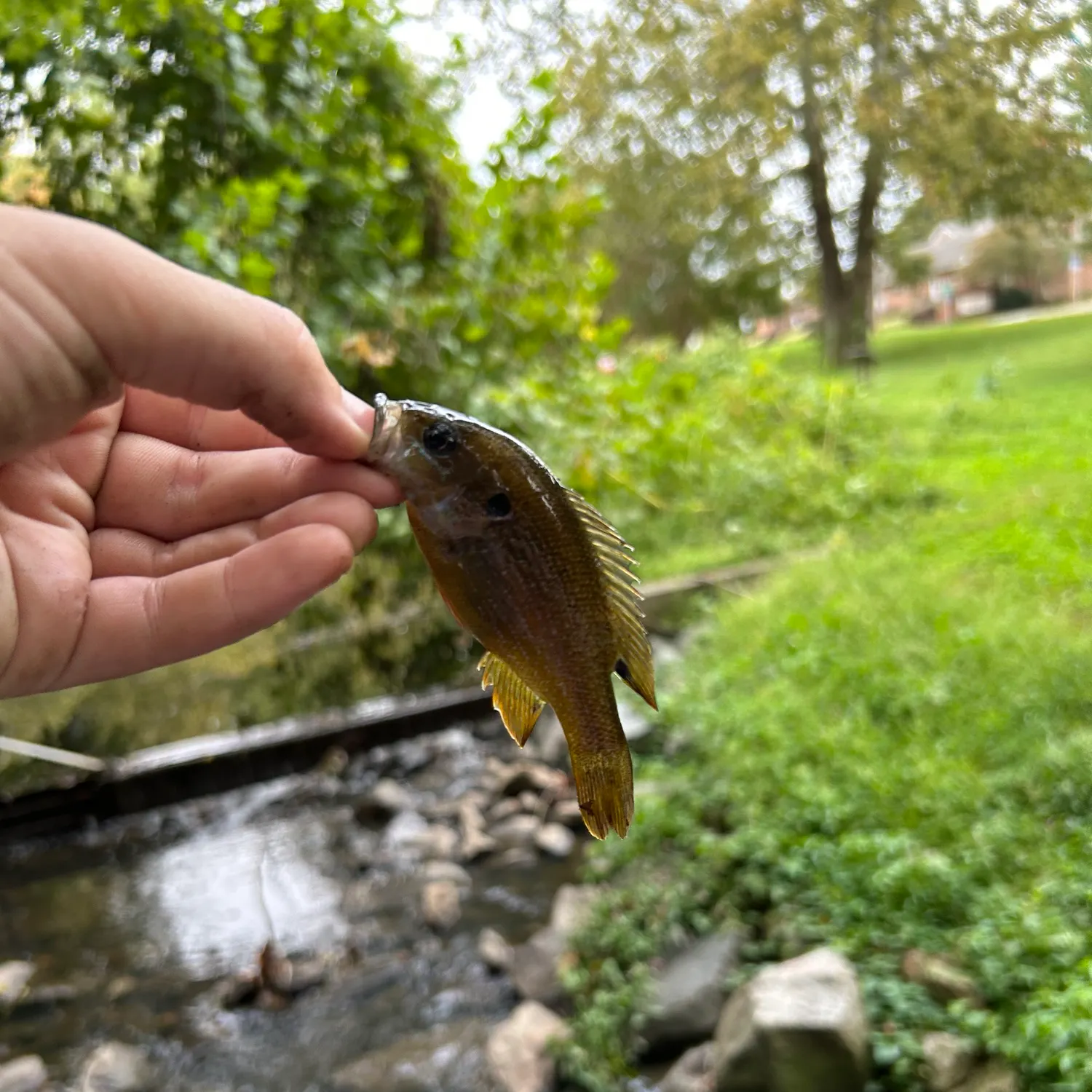Green sunfish caught on Fishbrain