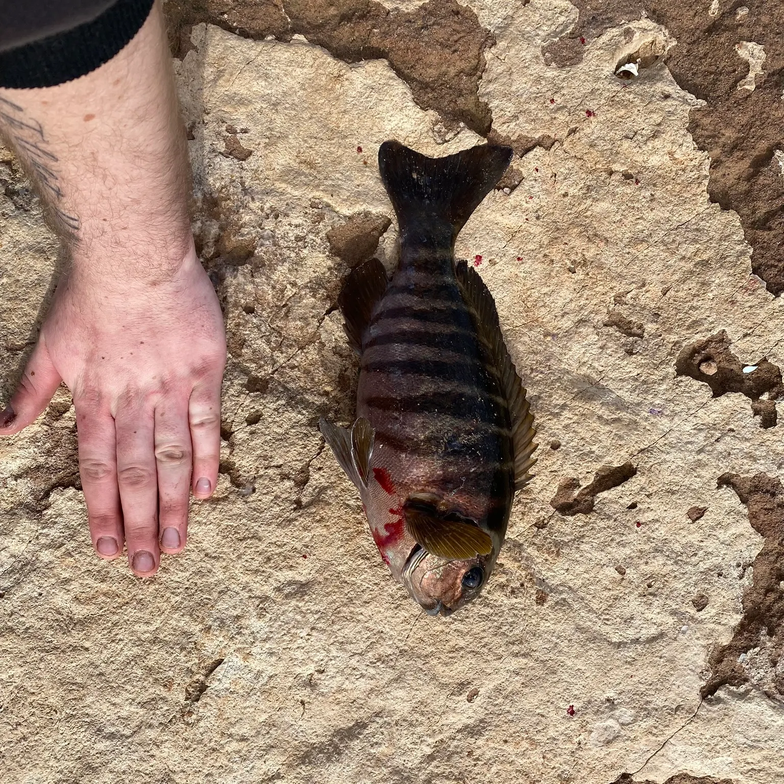 The most recent Zebra fish catches on Fishbrain