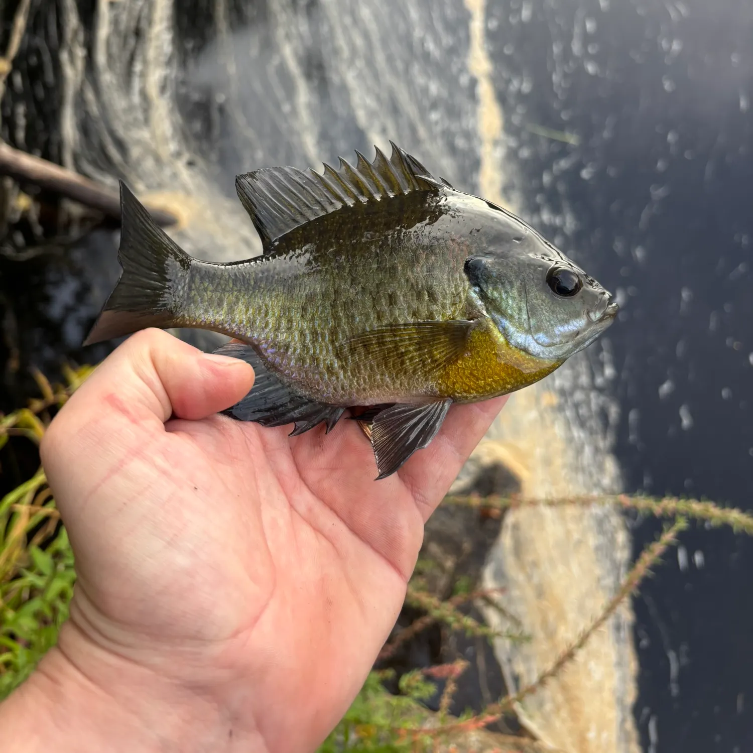Bluegill caught on Fishbrain