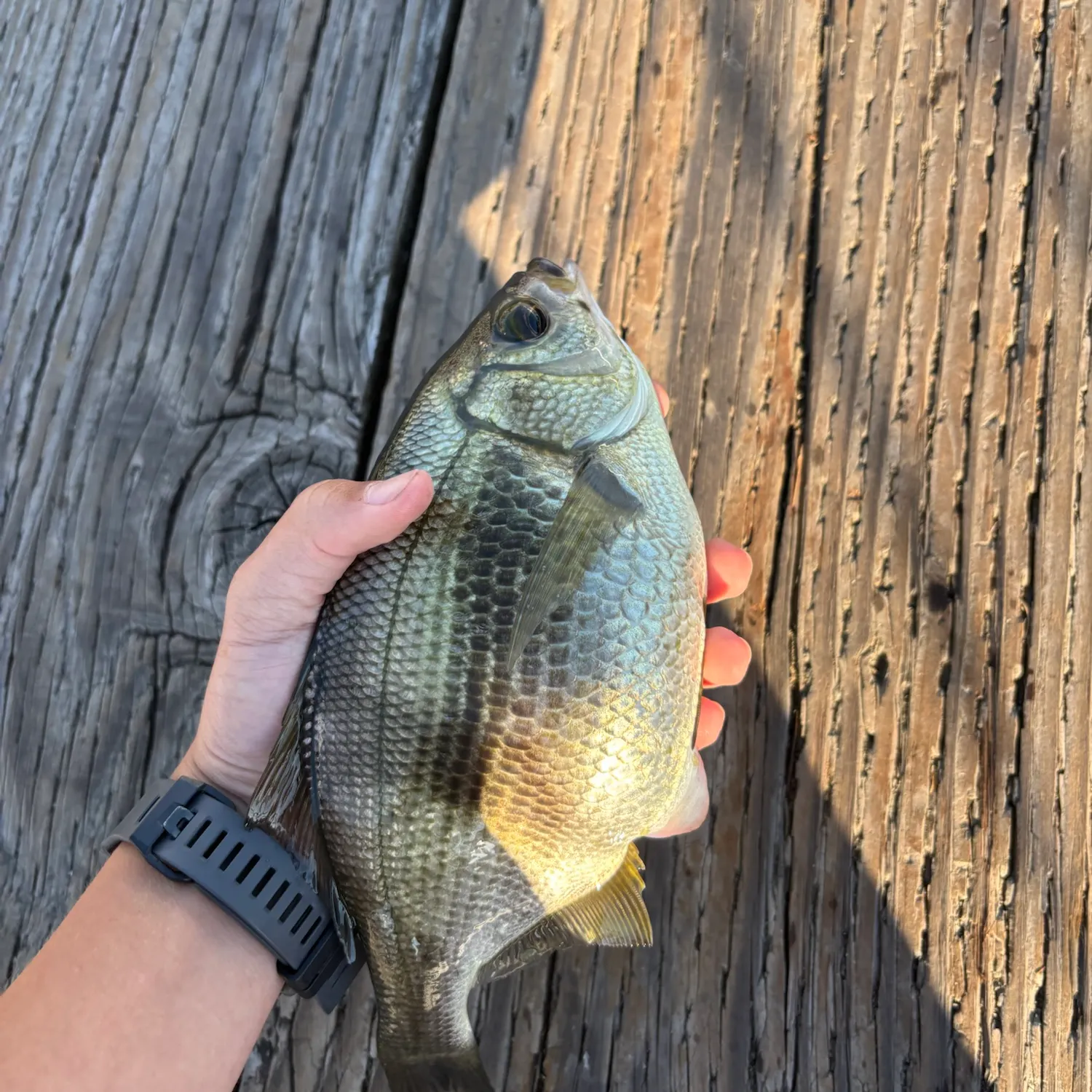The most recent Pile perch catches on Fishbrain