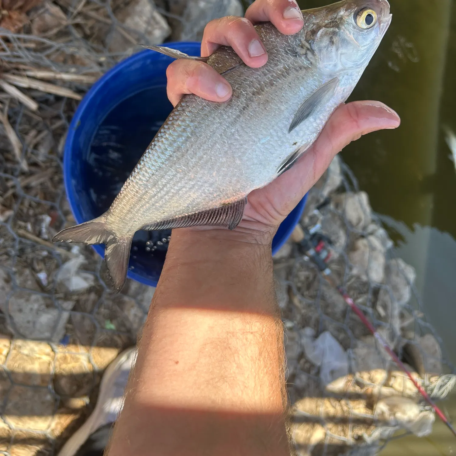The most recent American gizzard shad catches on Fishbrain