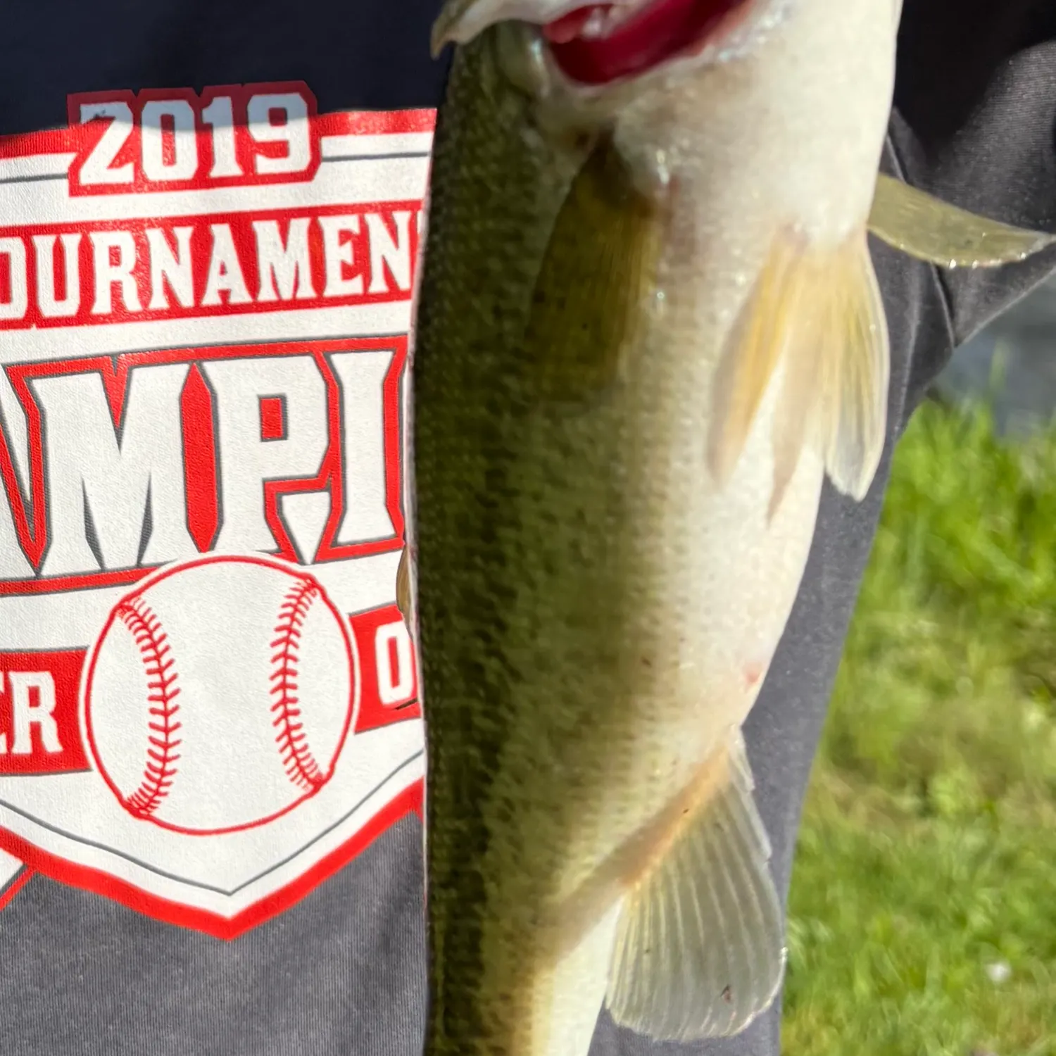 The most recent Smallmouth bass catches on Fishbrain