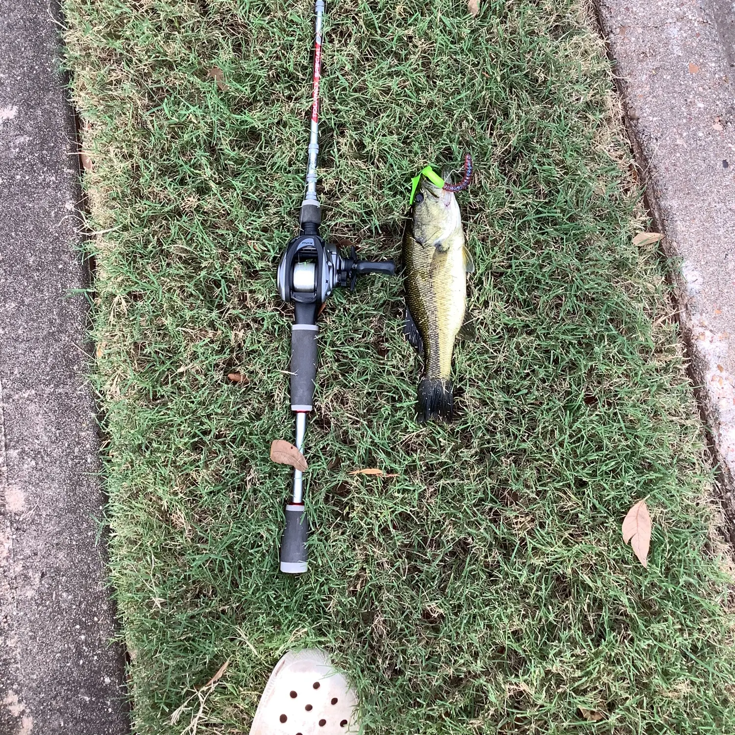 Largemouth bass caught on Fishbrain