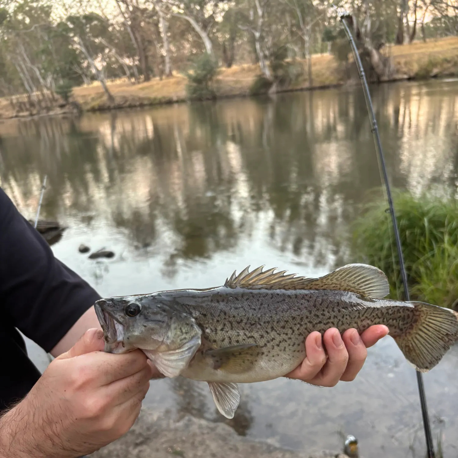 The most recent Trout cod catches on Fishbrain