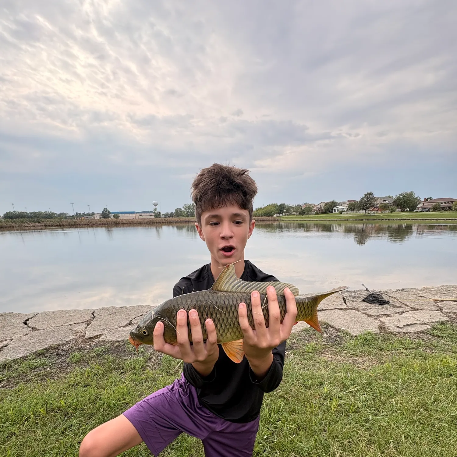 Common carp caught on Fishbrain