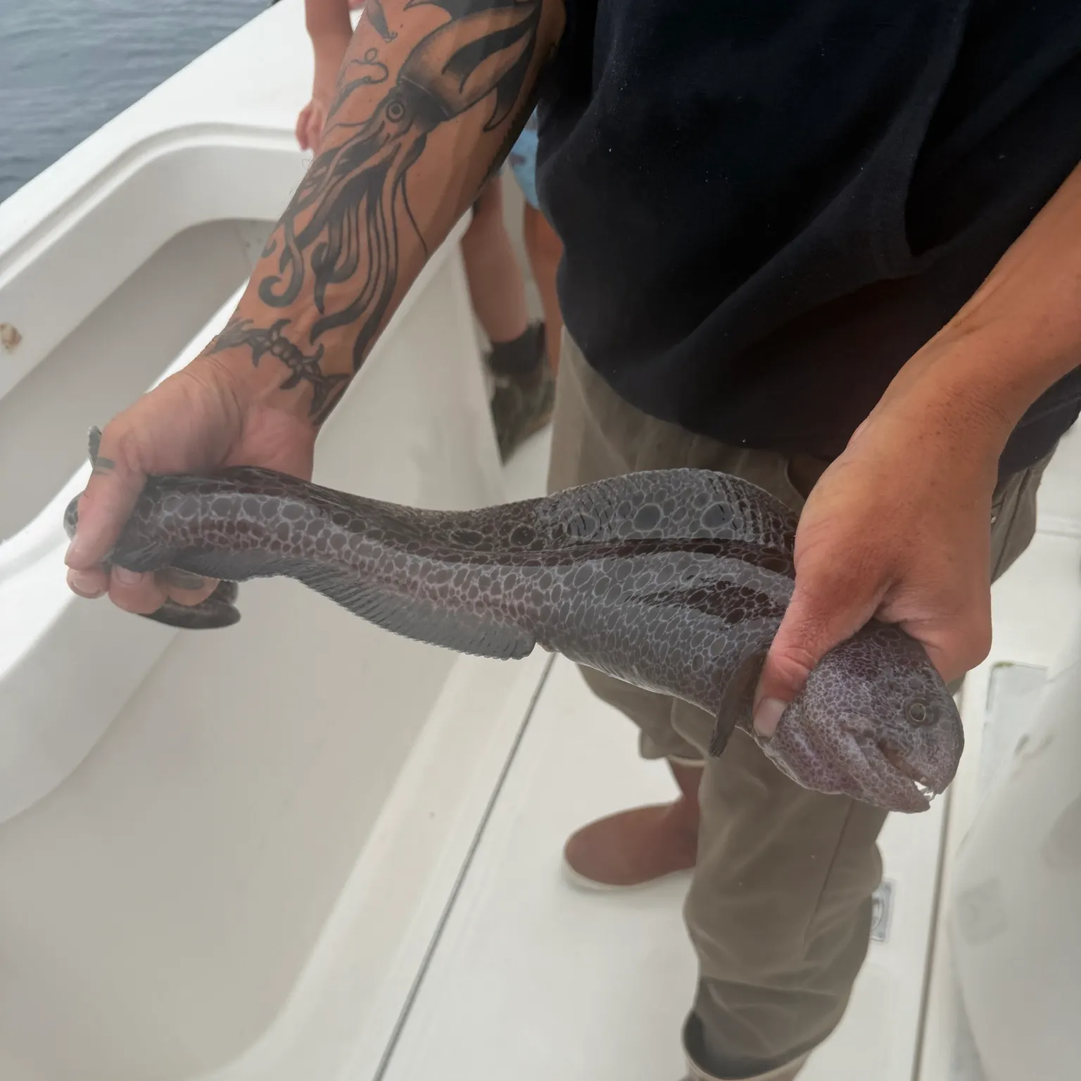 The most recent Wolf-eel catches on Fishbrain