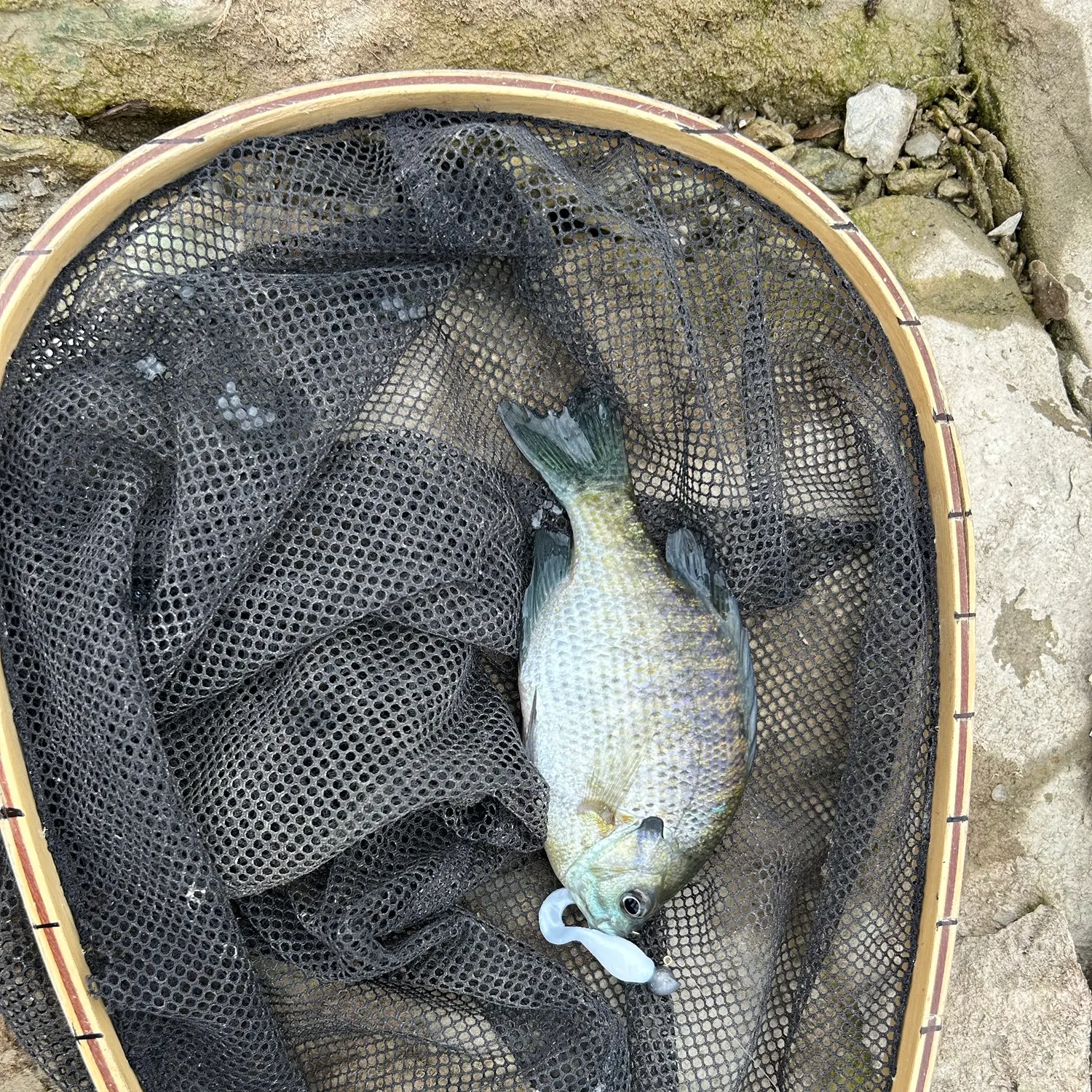 Bluegill caught on Fishbrain