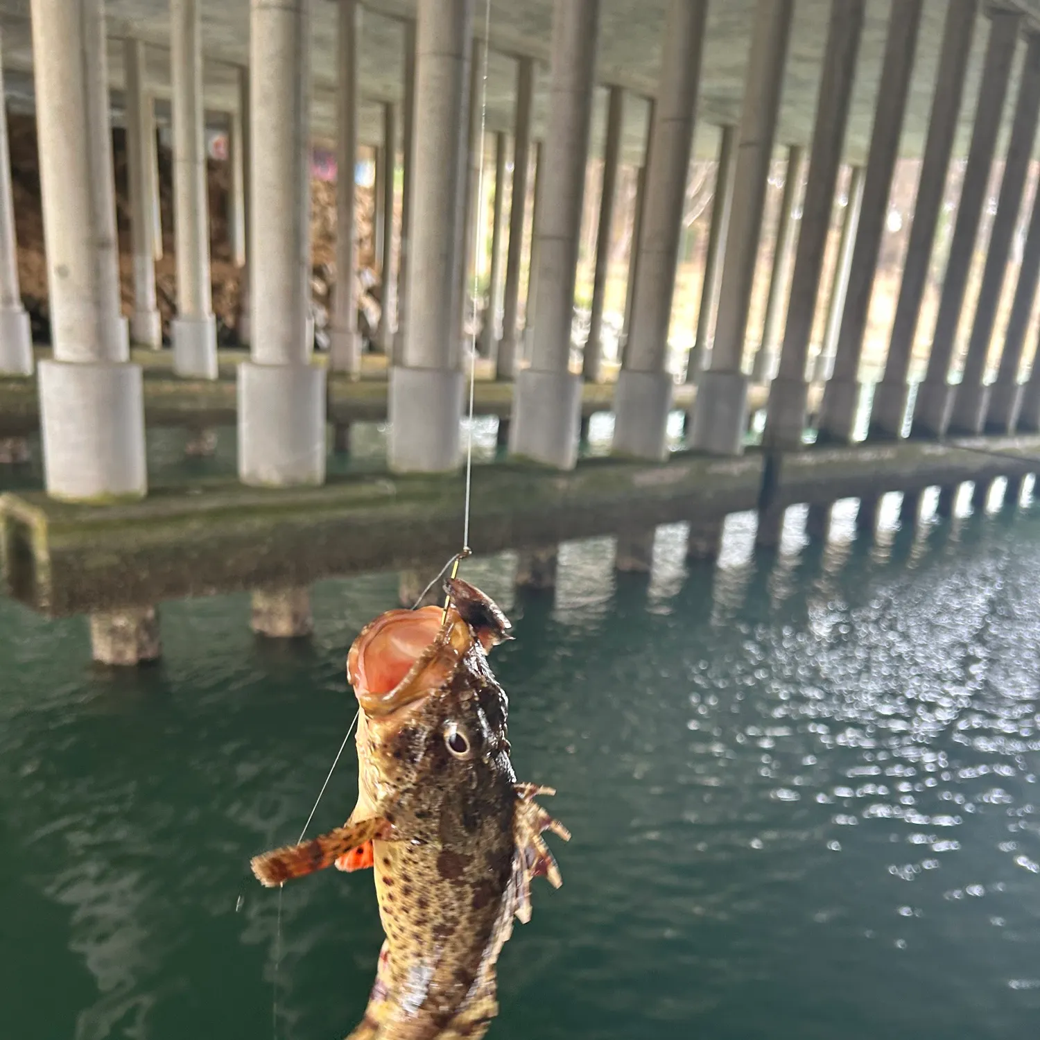 The most recent California scorpionfish catches on Fishbrain