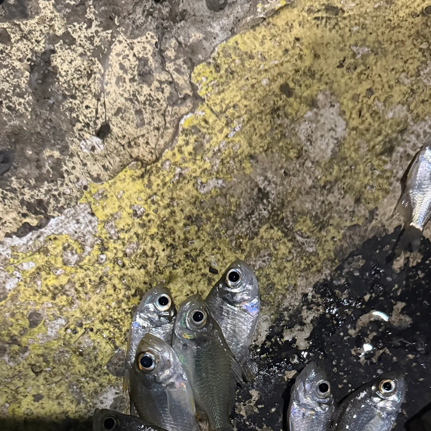 The most recent Scalloped glassfish catches on Fishbrain