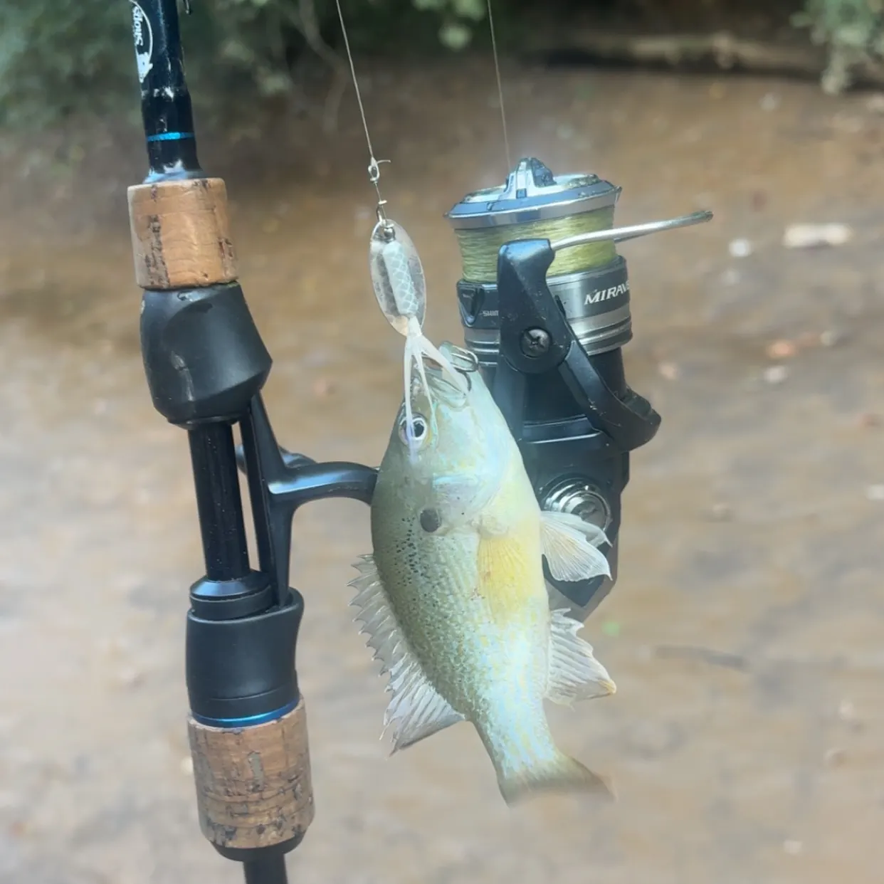 Redbreast sunfish caught on Fishbrain