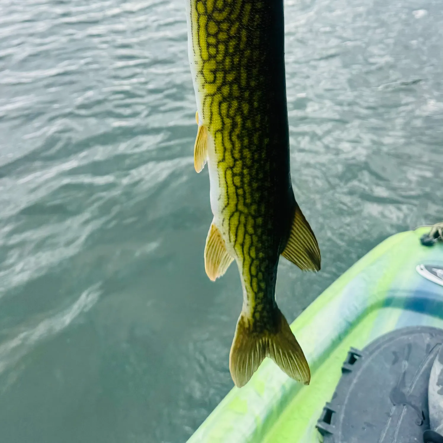 Chain pickerel caught on Fishbrain