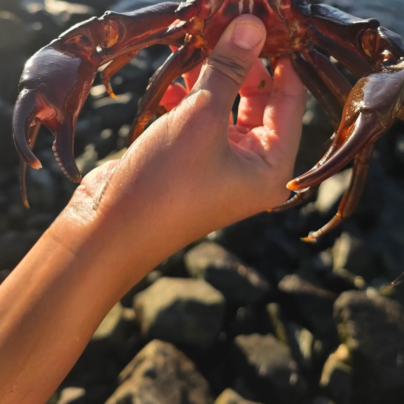 The most recent Northern kelp crab catches on Fishbrain
