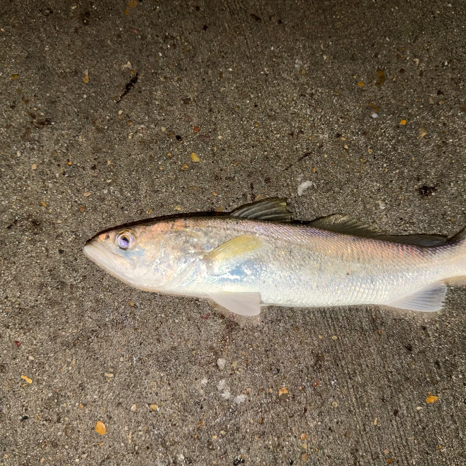 Sand seatrout caught on Fishbrain
