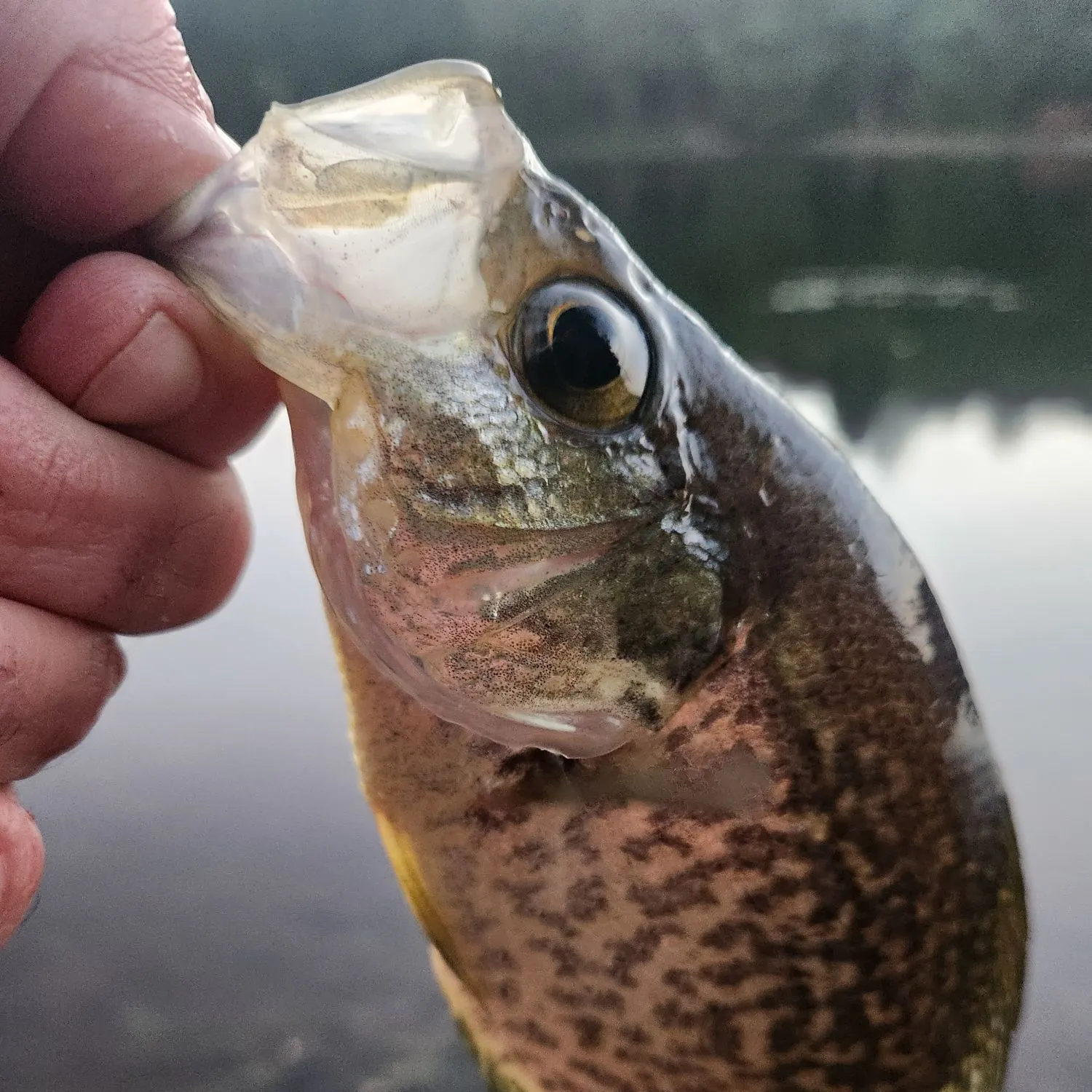 Black crappie caught on Fishbrain