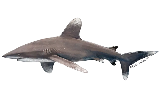 Oceanic whitetip shark