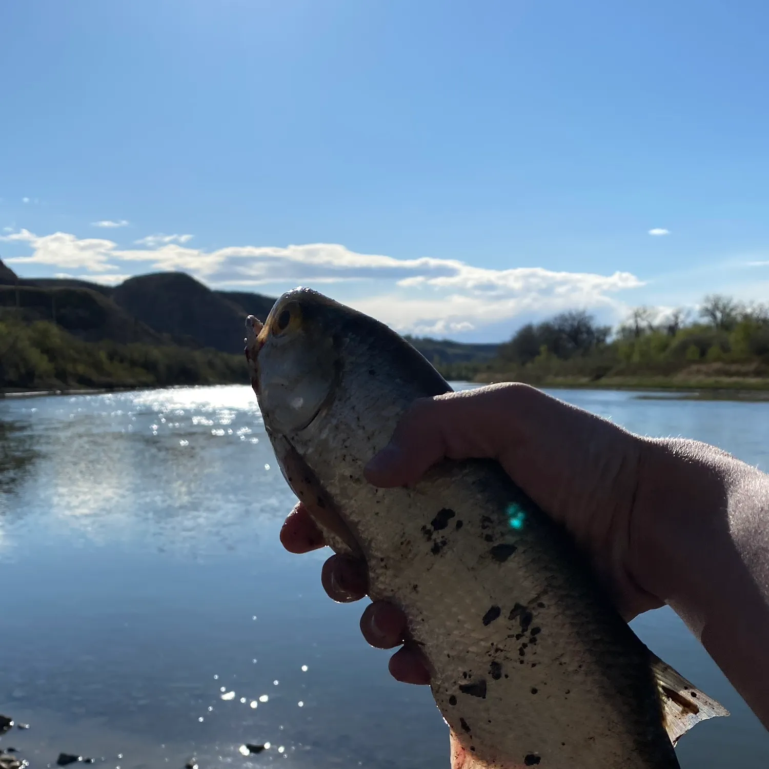 The most recent Goldeye catches on Fishbrain