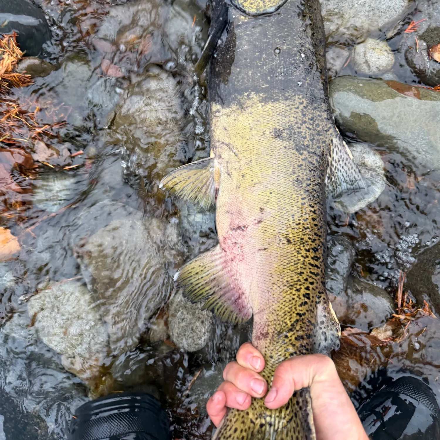 Chinook salmon caught on Fishbrain