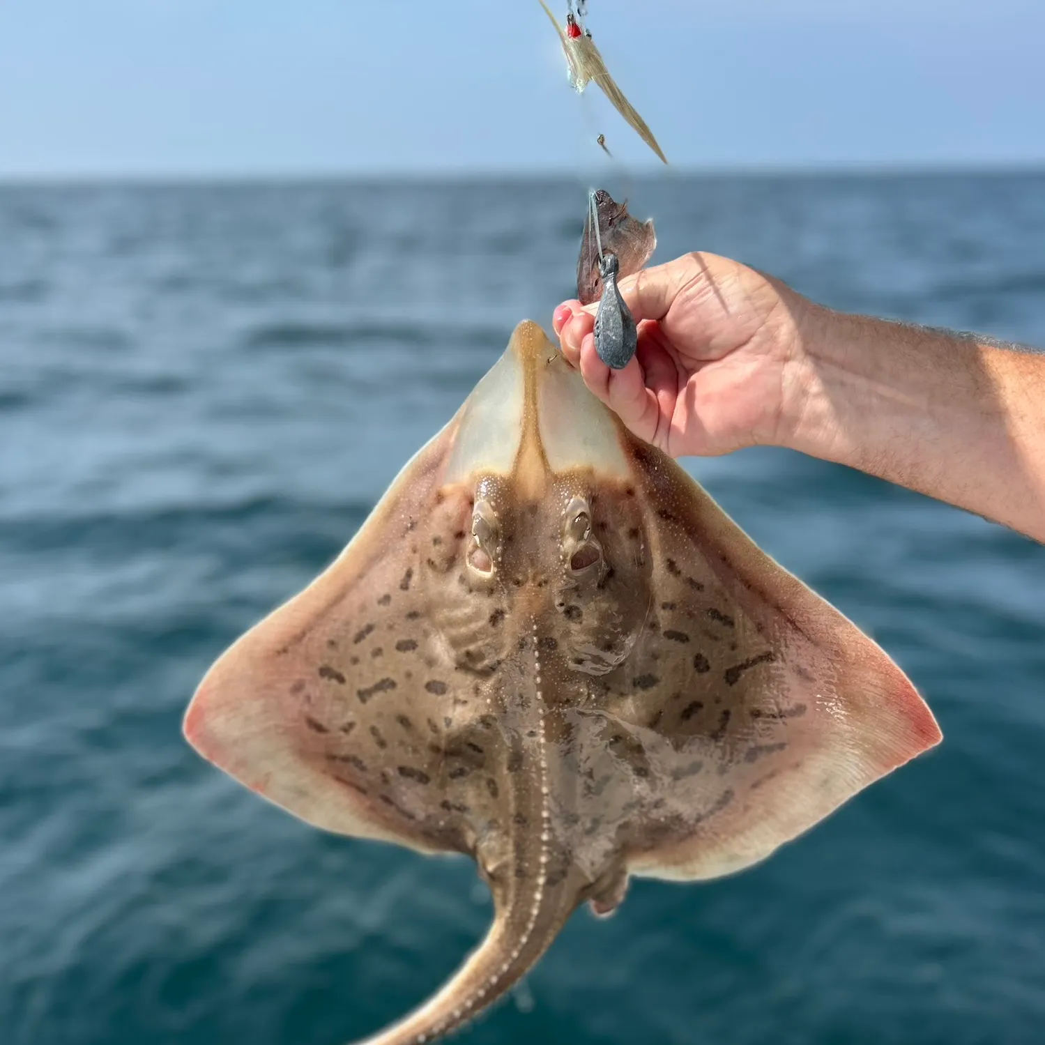 Atlantic stingray caught on Fishbrain