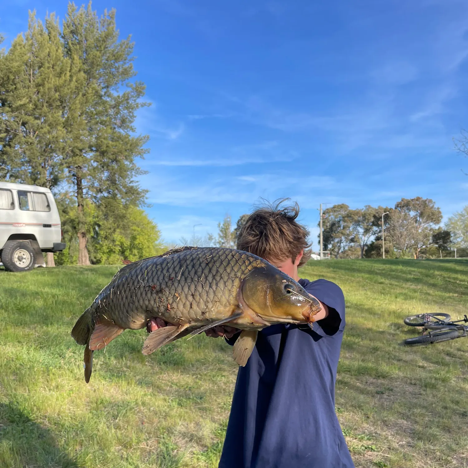Common carp caught on Fishbrain