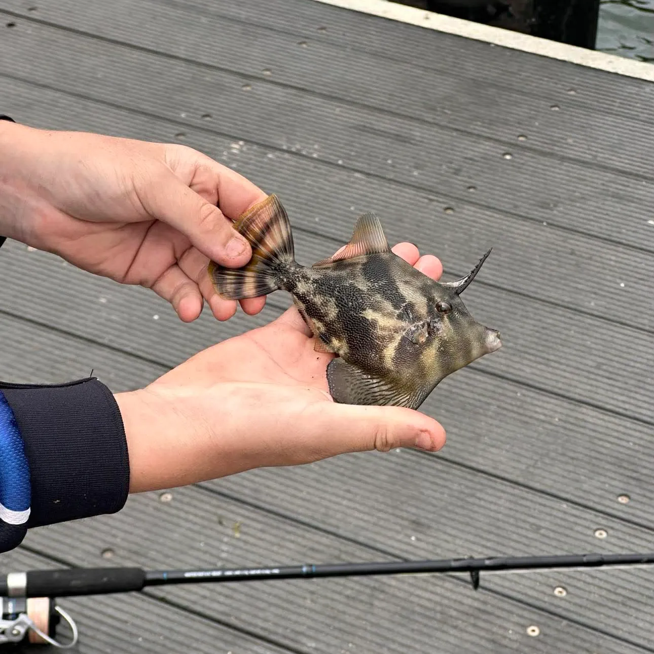 The most recent Fan-bellied leatherjacket catches on Fishbrain