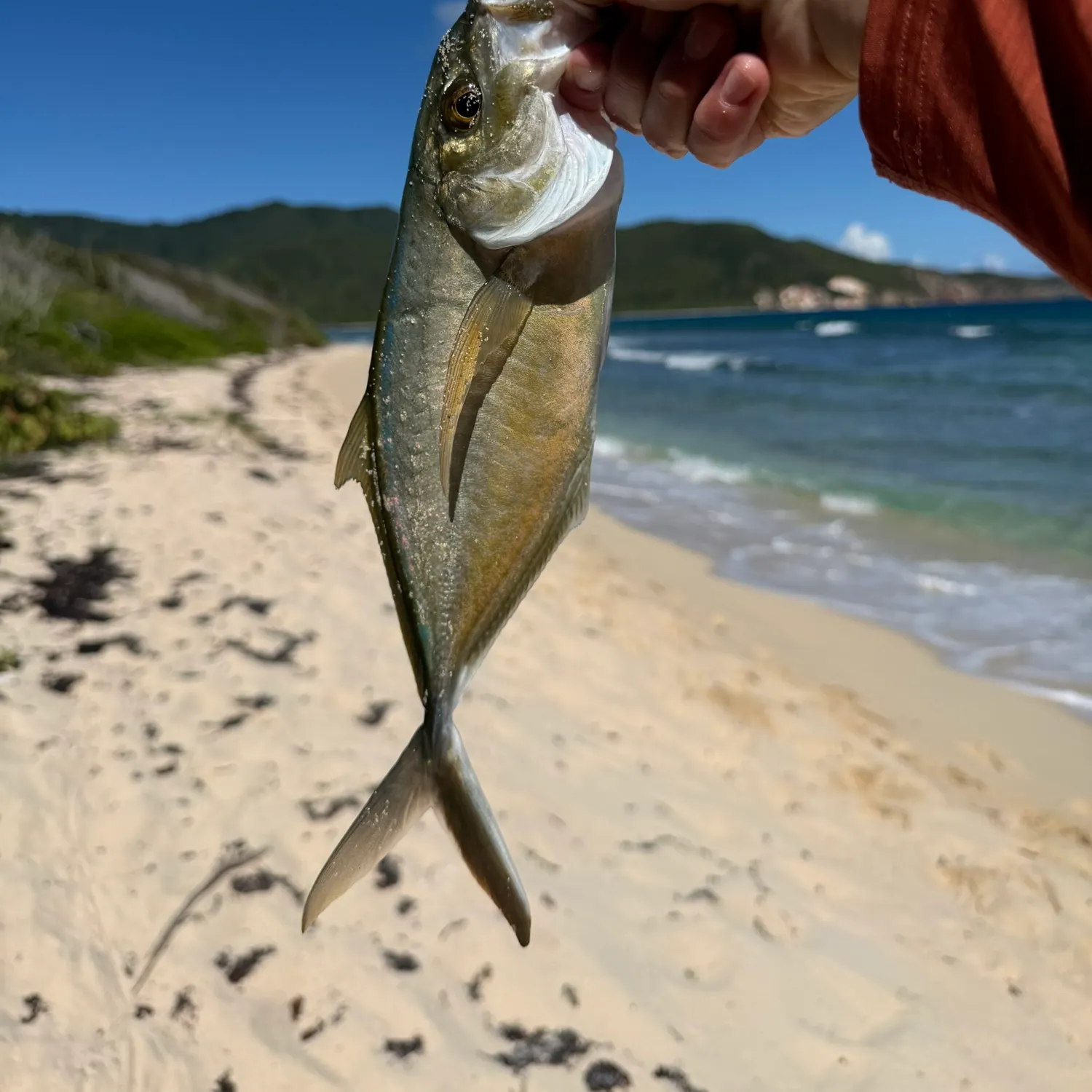 The most recent Bar jack catches on Fishbrain