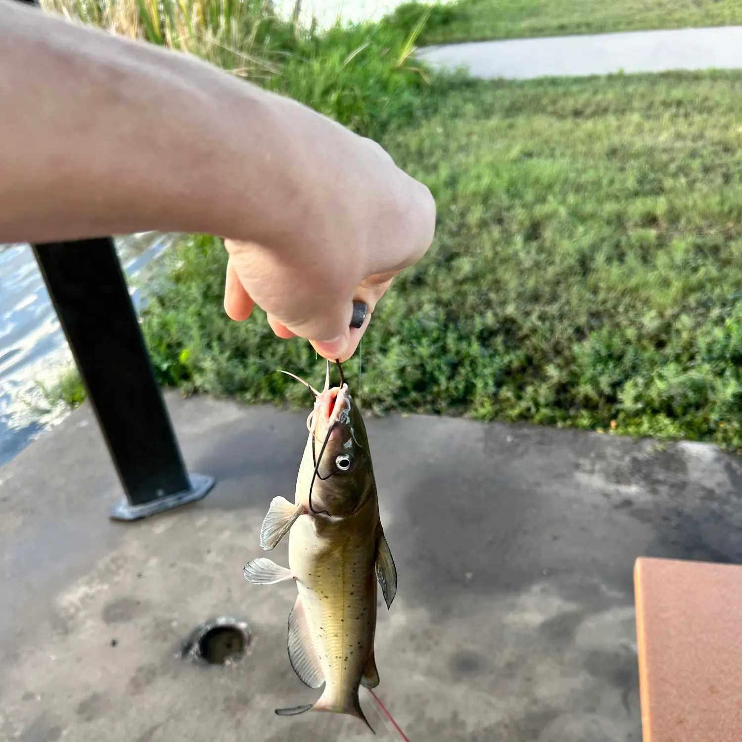 Channel catfish caught on Fishbrain