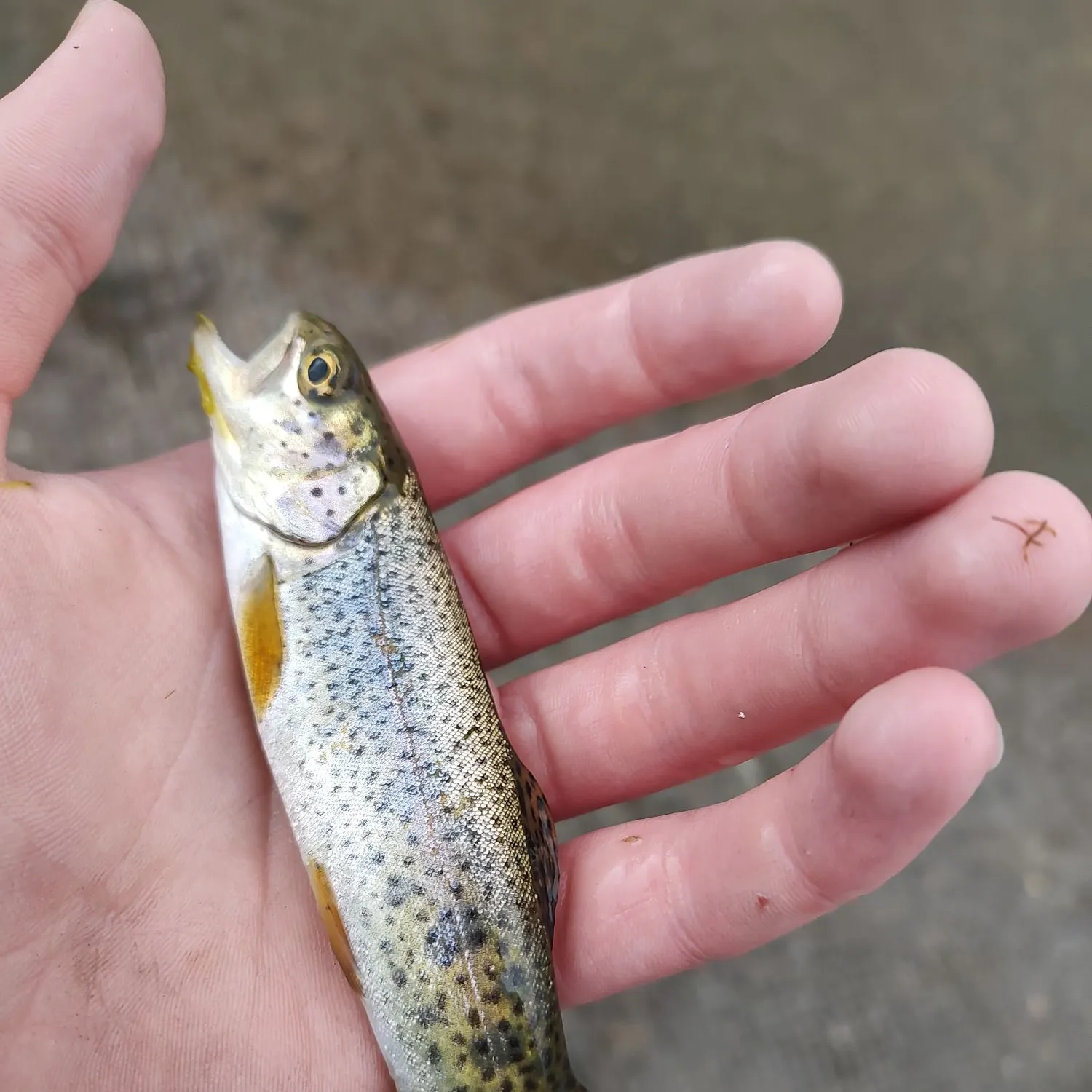 Rainbow trout caught on Fishbrain