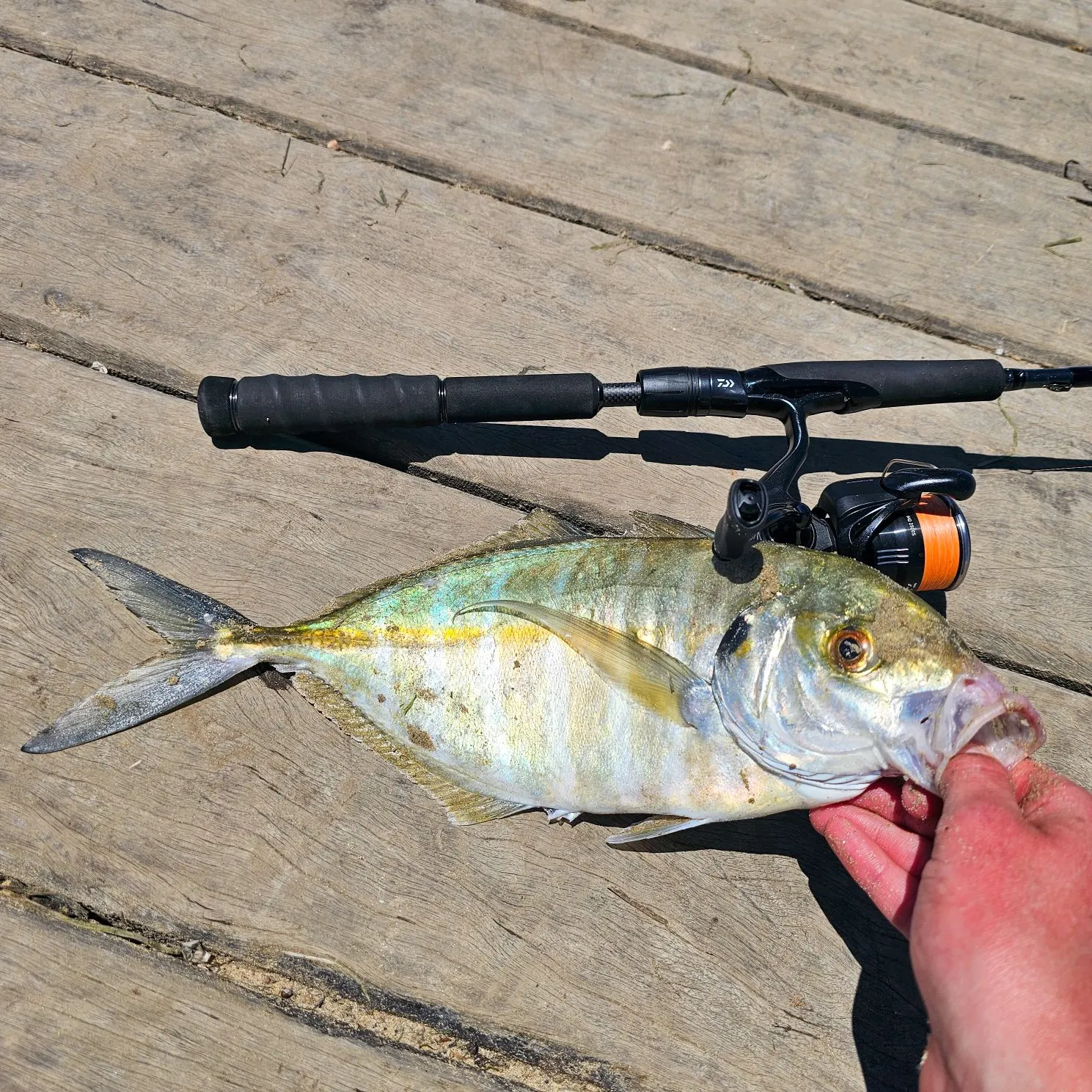 The most recent White trevally catches on Fishbrain